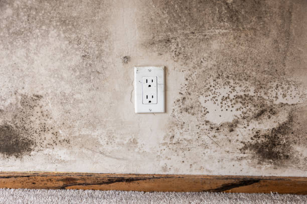 Best Environmental Consulting for Mold Prevention  in Revere, MA