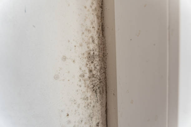 Best Industrial Mold Remediation  in Revere, MA