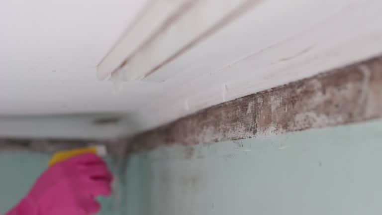 Best Post-Construction Mold Inspection  in Revere, MA