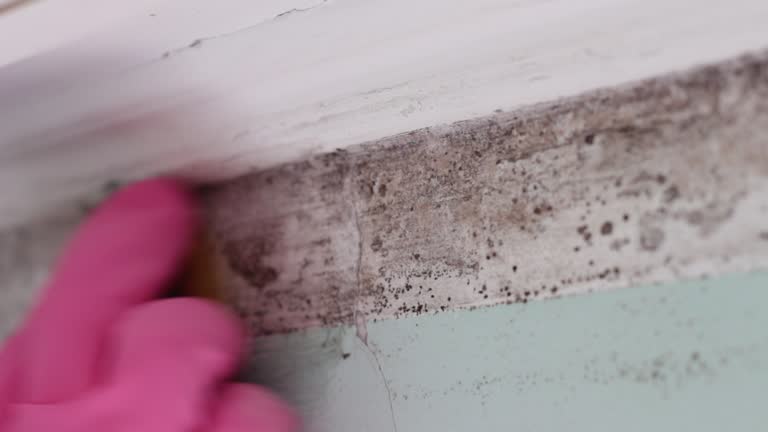 Best Crawl Space Mold Remediation  in Revere, MA